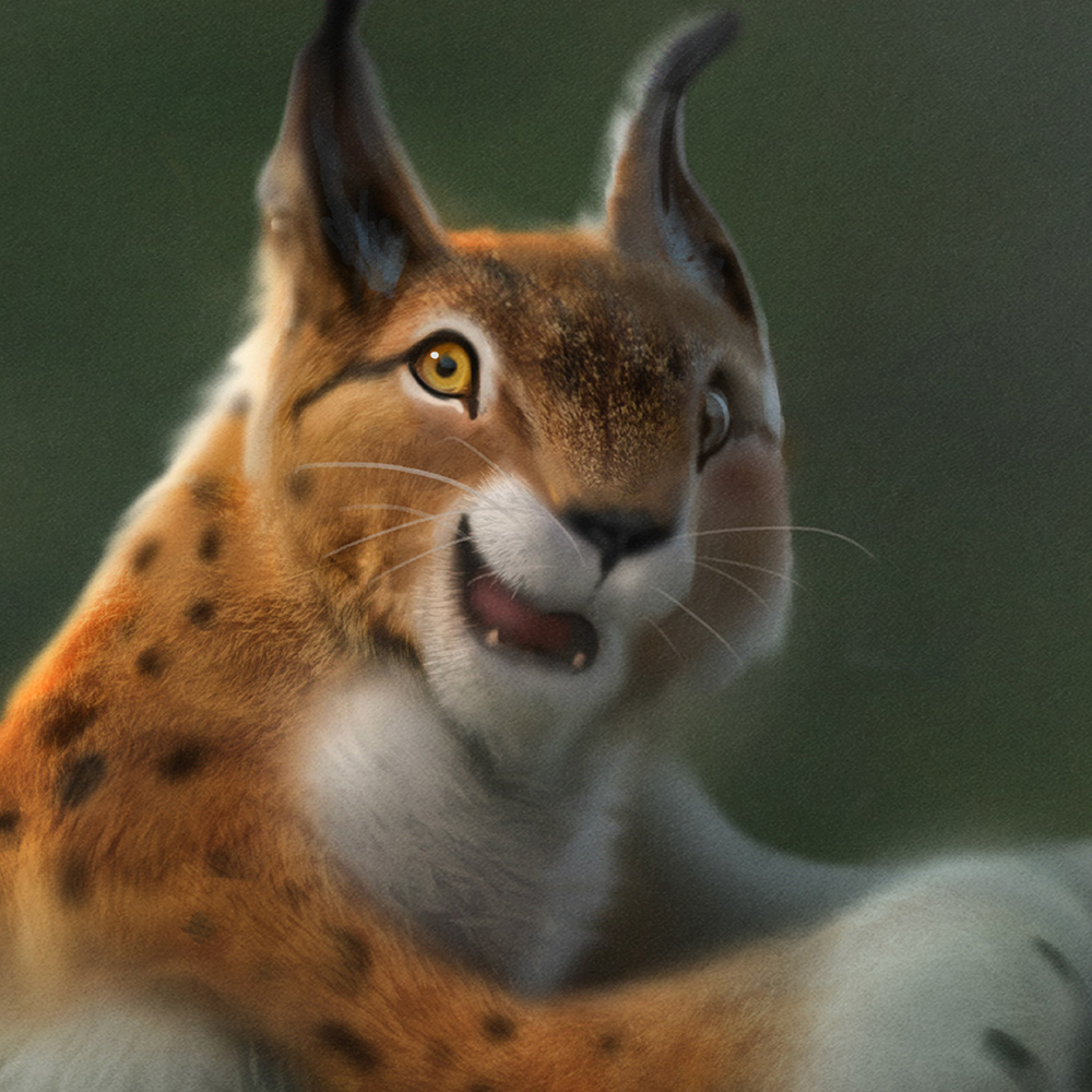 Zoo la Garenne campagne de communication illustration lynx