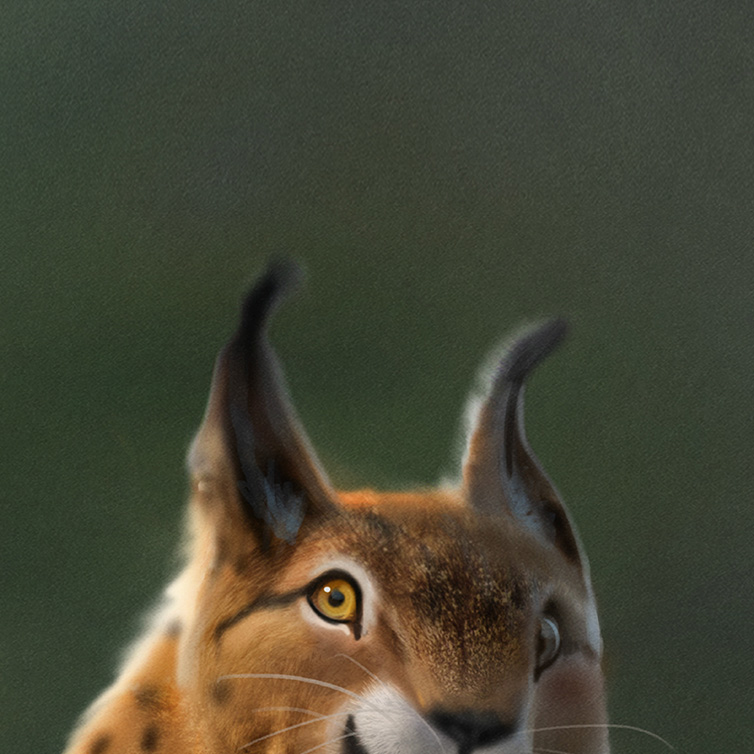 Zoo la Garenne campagne de communication visuel lynx