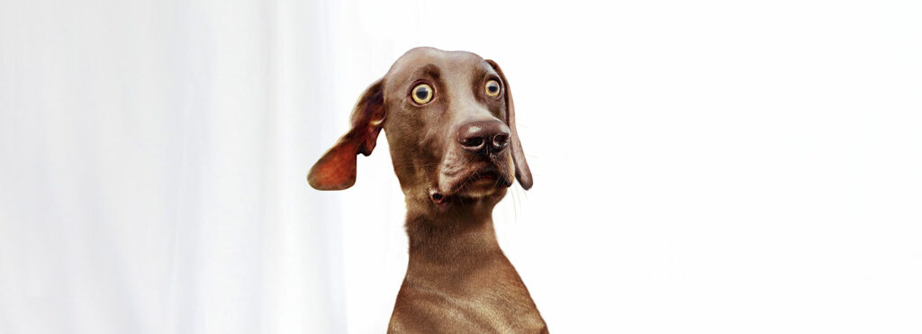 Concept de communication Serrimun Pet Biokema