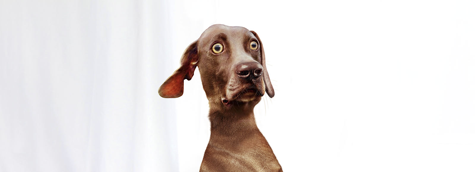 Concept de communication Serrimun Pet Biokema